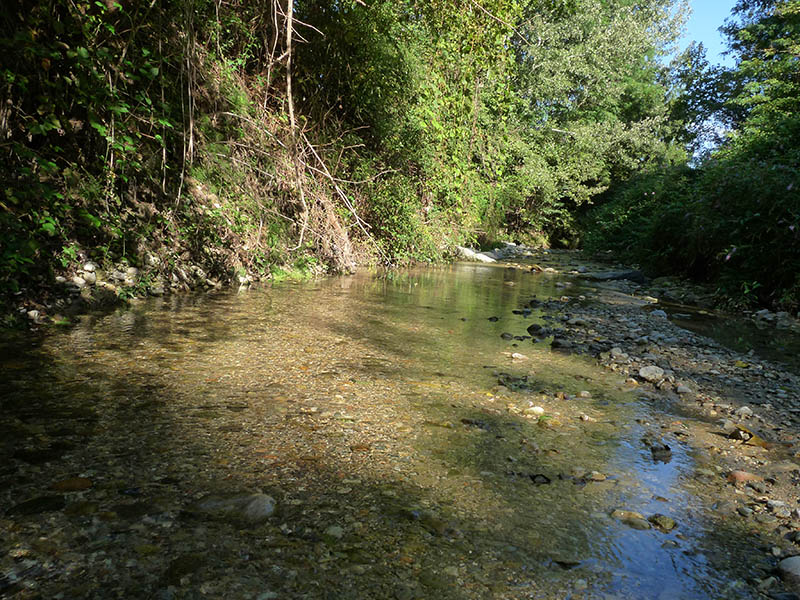 Procambarus clarkii